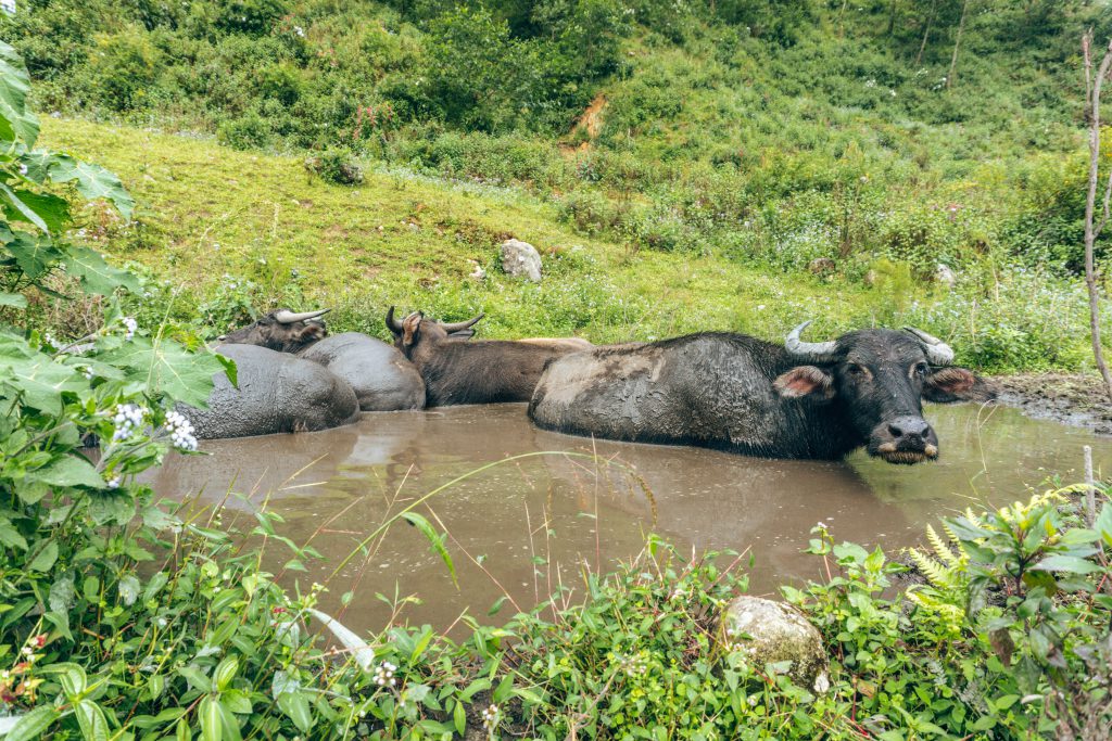 Wasserbüffel genießen ihr Schlammbad | Passport Connection